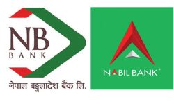 एनबीको सय कित्ताबराबर नबिलको ४३ कित्ता सेयर