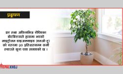 ‘इनडोर प्लान्ट’ ले पनि कम गर्छ वायु प्रदूषण