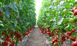 गोलभेँडाले फेरिएको महिलाको जीवनशैली !