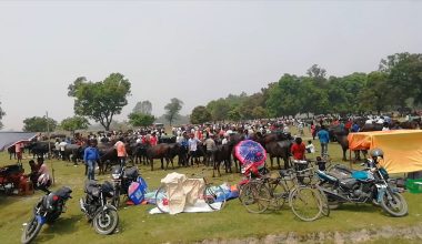 पशु हाटबजारमा व्यापारीको आकर्षण बढ्दो