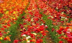 पुष्प व्यवसाय पुरानै लयमा फर्किदै