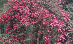 लालीगुराँस फूलेर वनै ढकमक्क !(तस्विरसहित)