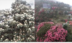 लालीगुराँसले ढकमक्क घोडेपानी र पाथीभरा मन्दिर जाने पदमार्ग, कहाँ फुल्छ यो फूल ?