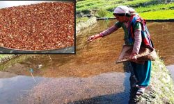 मार्सीको बीउ राख्दै किसान, कसरी चर्चा पायो यो धानले विगत र वर्तमान यस्तो ?