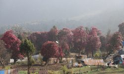 लालीगुराँसले ढकमक्क घोडेपानी पर्यटकको पर्खाइमा ! (तस्बिरसहित)