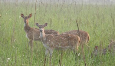 शुक्लाफाँटा निकुञ्जमा देखिएका मृग (तस्बिरसहित)