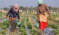 आजदेखि सातौँ कृषि गणना सुरु