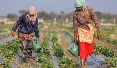 आजदेखि सातौँ कृषि गणना सुरु