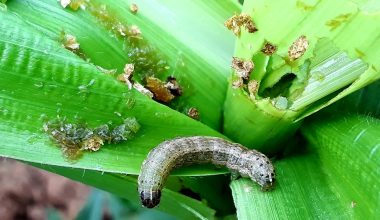 हिरमिनिया क्षेत्रमा फौजी कीराको प्रकोप