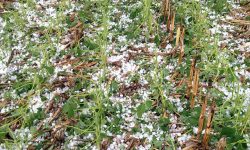 म्याग्दीमा असिनाले खेतीबाली नष्ट