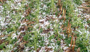 म्याग्दीमा असिनाले खेतीबाली नष्ट