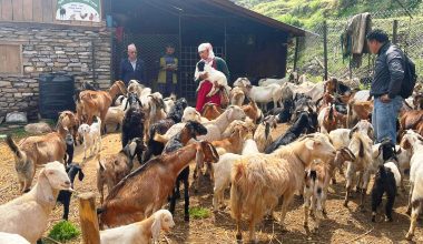 बाँझो जग्गा सदुपयोग गरी बाख्रापालन