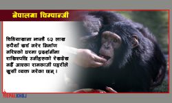 उद्धार गरिएका दुई चिम्पान्जी सदर चिडियाखानामा !