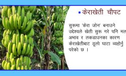 मल अभावले केराखेती संकटमा