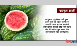 ‘खरबुजाका फाइदै–फाइदा, क्यान्सरदेखि हृदयाघातबाट जोगाउँछ’