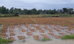 जलवायु परिवर्तनको असर खेतीमा, प्रकोप र लागत बढ्दो