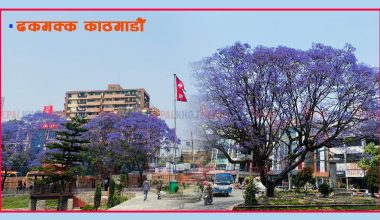 बैजनीले सिँगारियो काठमाडौं (फोटो फिचर)