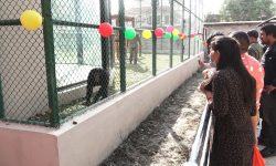 सदर चिडियाखानामा ‘चिम्पान्जीको घर’