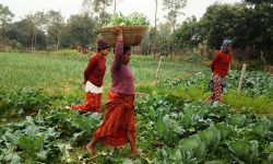 महिला सामूहिक बेमौसमी तरकारीखेतीमा आकर्षित