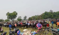 पशुहाट बजारमा देखिन छोडे गोरु