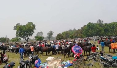 पशुहाट बजारमा देखिन छोडे गोरु