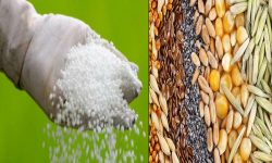 मलखाद र बीउबिजन उपलब्ध गराउन माग