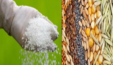 मलखाद र बीउबिजन उपलब्ध गराउन माग