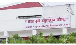 तीन सय बालिका १८ हजारभन्दा बढी जात संरक्षण