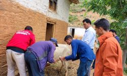 बैतडीमा खोरेत रोगको प्रकोप, एकै गाउँमा २० पशु मरे