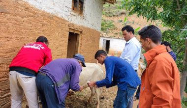 बैतडीमा खोरेत रोगको प्रकोप, एकै गाउँमा २० पशु मरे
