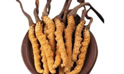 मनाङमा यार्सागुम्बा संकलनको चटारो