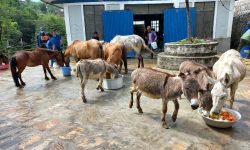 लोप हुने अवस्थामा गधा