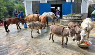 लोप हुने अवस्थामा गधा