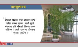 घर वा अफिसमा बाँसको बिरुवा रोप्दा कस्ताे असर हुन्छ ?