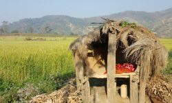 बालविवाह र छाउपडी प्रथा अन्त्य गर्न माग