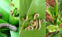 फौजी कीराले मकैको बिरुवा नष्ट गरेपछि कृषक मर्कामा