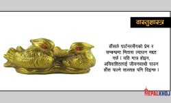 हाँसको जोडी घरमा राख्दा के हुन्छ ?