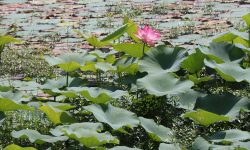 कमलपोखरीमा ५० वर्षपछि फूल्याे कमल (तस्बिसहित)