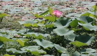 कमलपोखरीमा ५० वर्षपछि फूल्याे कमल (तस्बिसहित)