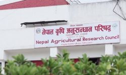 नार्कले विकास गर्‍यो ७२३ जातका बीउ