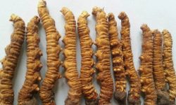 जुम्लाको पाटन क्षेत्रमा यार्सा संकलन गर्नेकाे भिड