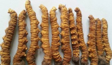 जुम्लाको पाटन क्षेत्रमा यार्सा संकलन गर्नेकाे भिड