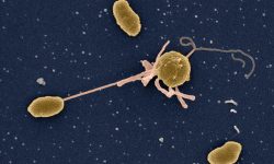 युक्रेनको मारिऊपोलमा हैजा महामारीको जोखिम रहेको चेतावनी