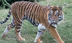 बाघको बासस्थानसँगै बढ्न थाले हिंस्रक घटना