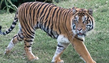 बाघको बासस्थानसँगै बढ्न थाले हिंस्रक घटना