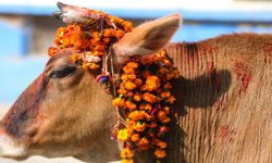 महोत्तरीमा गौशालाका गाईको बिजोग