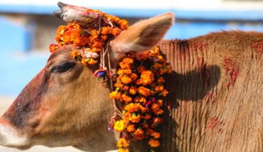 महोत्तरीमा गौशालाका गाईको बिजोग