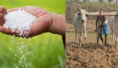 मल र मजदुर अभावमा कृषकलाई समस्या