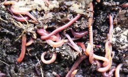 रासायनिक मलको विकल्पमा गड्यौला मल