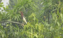 चितवनमा भेटियो नयाँ चरा !